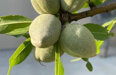 Villa Centenary Goose - Foto 37