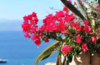 Hydra Erato - Foto 39