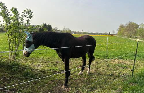 Landhaus Lindenberg - Foto 54