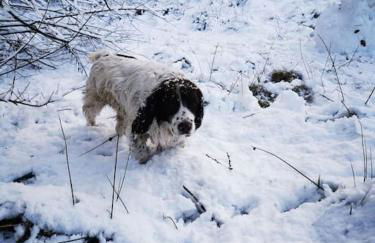 The Barn Yr Ysgubor - Photo 16