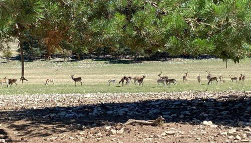 Le Moulin aux Lavandes - Foto 5