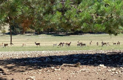 Le Moulin aux Lavandes - Foto 5