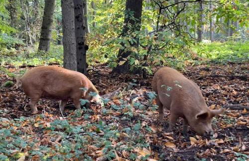 The Old Station, Station House, Snettisham Norfolk - Foto 35
