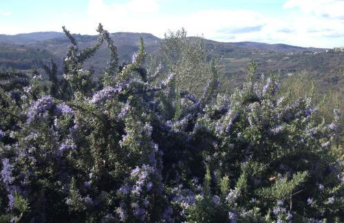 il peperino - Foto 25