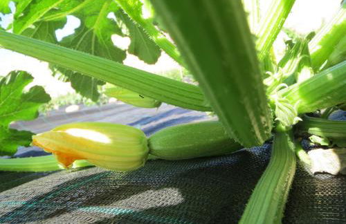 Villa Bulcrini - Photo 43