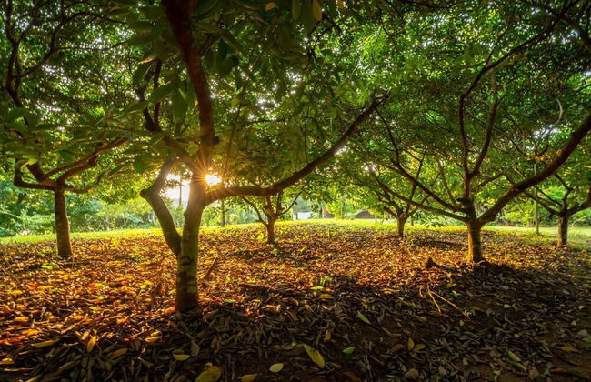 Tentgram Country house Kochi - Foto 16