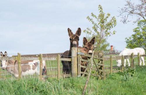 Wonderful thatched cottage in the New Forest National Park - Photo 15