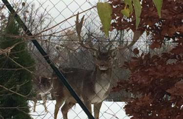 Planinska kuća Dasović - Foto 40
