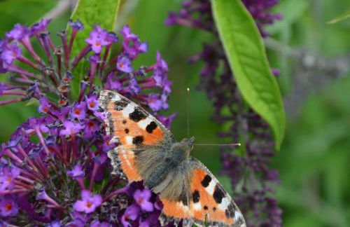 Holiday Home in Willingen-neerdar - Foto 42