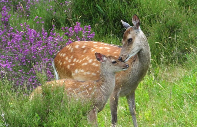 Aughrim Holiday Village - Photo 54