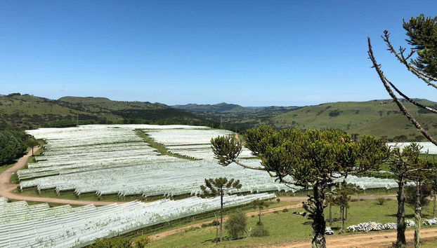 Wine estate of São Joaquim