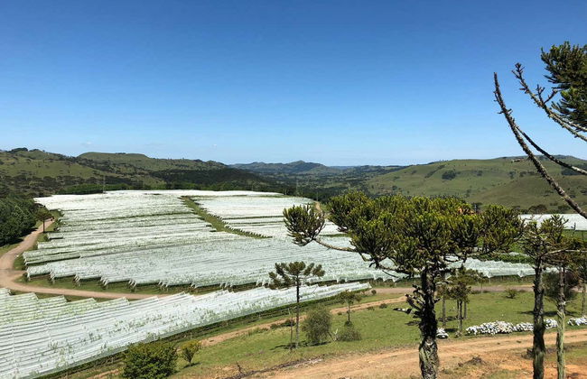São Joaquim Wine Tour - Photo 2