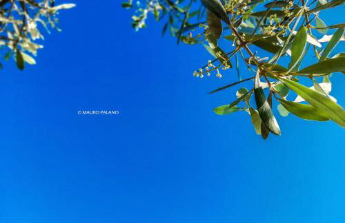 Tenuta Kyrios Agriresort Restaurant & Pool - Foto 56