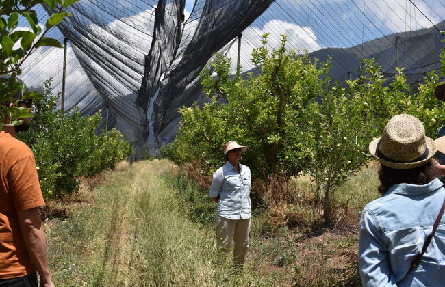Visita a una huerta de manzanas - Foto 2