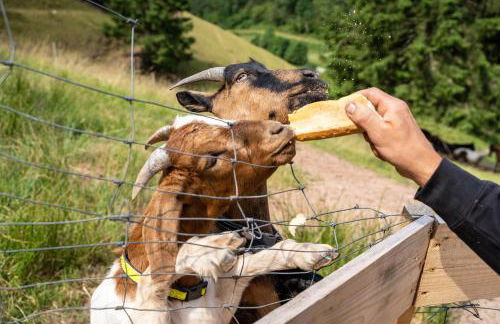 Ferienhaus Gießler - Foto 28