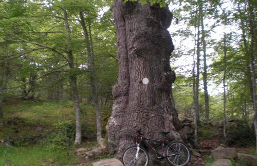 Apartamentos Los Rosales - Foto 43