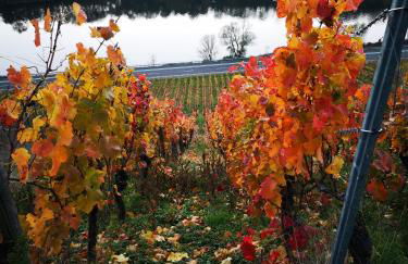 Gästehaus Lavendel an der Mosel - Foto 22