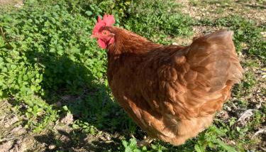 Casas de São José - Foto 4