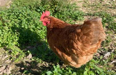 Casas de São José - Foto 4