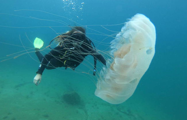 Beginner Scuba Dive in Paraty - Foto 6