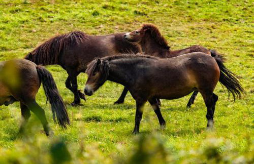 Luxury 4 Bed Farmhouse on Rewilding Estate - Foto 38