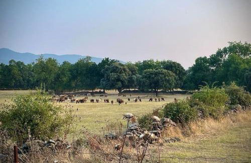 El Pinar del Rondero J&M En Plena Naturaleza - Photo 65