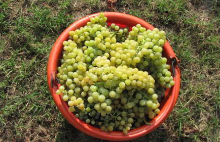 agriturismo la scuderia - Photo 22