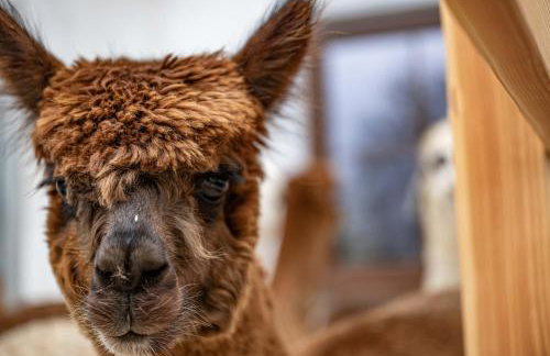 Schauerhof - Photo 14