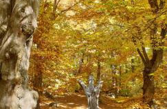 I Due Ciliegi - Foto 50