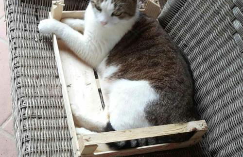 Agriturismo cavallin del papa - Foto 19