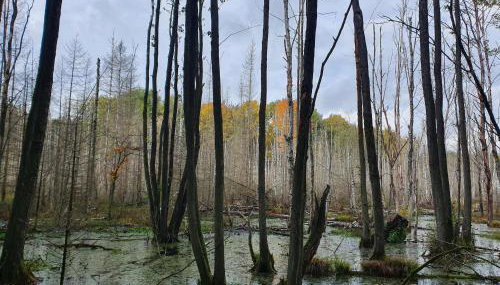 Zaciszne SPA - Foto 4