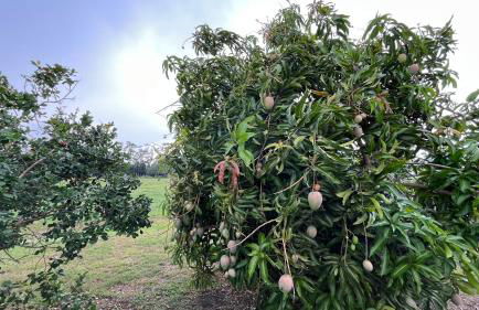 BlockHaven near Legoland, Disney - Foto 46