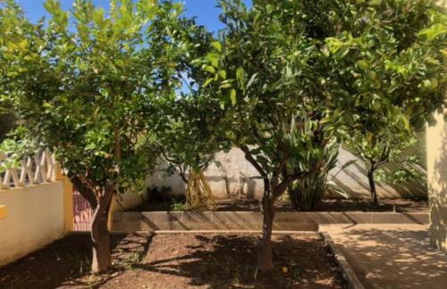 Under the Lemon Tree - Foto 17