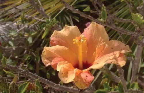 Sant'Antioco island Sea View an Exclusive Villa by the Sea with extra Privacy & Care - Foto 45