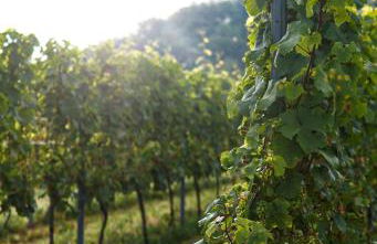 Haus Mindermann - Foto 7