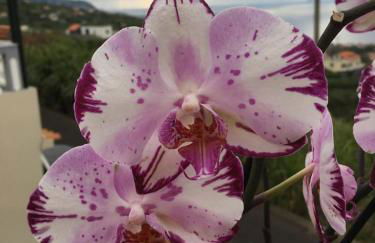 SLICE OF PONTA DO SOL- GROUND FLOOR- SEA VIEW - Foto 44