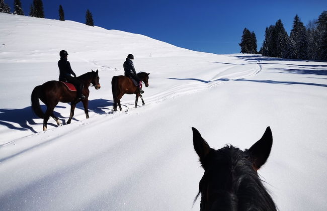 Jaworki Green Dream - Foto 73