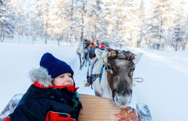 Reindeer & Husky Sleigh Ride - Photo 2