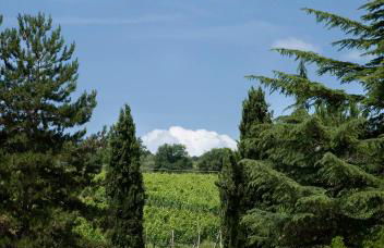 Tenuta San Filippo - Foto 6