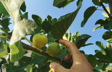 Azienda Agrituristica Baglio Carta - Foto 66