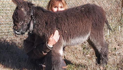 L'Aquila e L'Ulivo - Foto 4