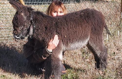 L'Aquila e L'Ulivo - Foto 4