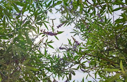 Το Παλιό Αγγειοπλαστείο Τσκαλαριό - Photo 7