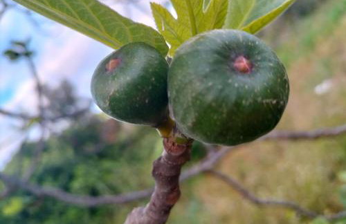 Apartman Hanna - Foto 28