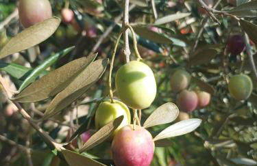 Agriturismo Giorgini - Foto 8