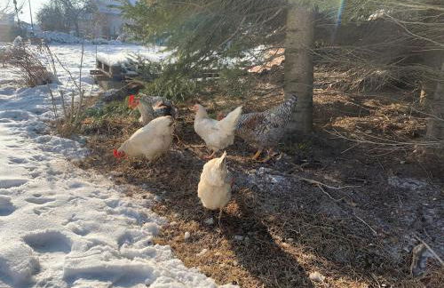 Entspannte Auszeit - Foto 5