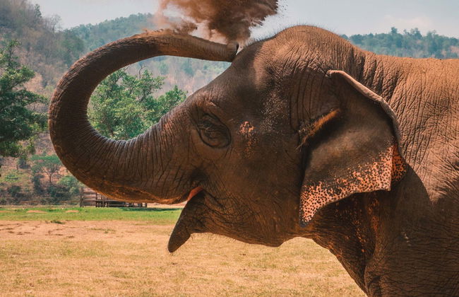 Excursión a una protectora de elefantes - Foto 2