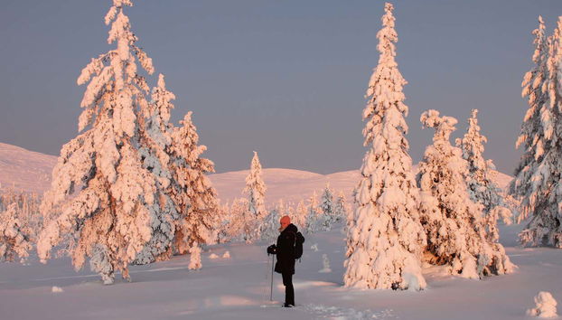 Pallas-Yllästunturi National Park Snowshoe Tour - Foto 3