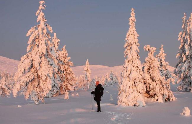 Pallas-Yllästunturi National Park Snowshoe Tour - Photo 8