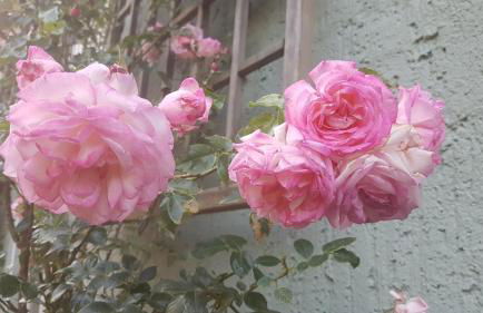 in die Ferien mit 16 Freunden - Foto 19